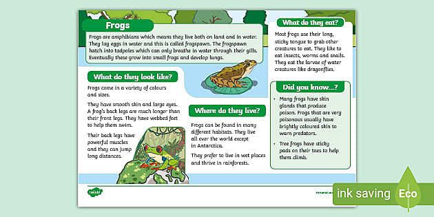 Preview of a printable frog fact file for kids.