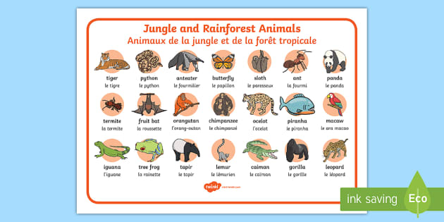 jungle  Tradução de jungle no Dicionário Infopédia de Inglês - Português