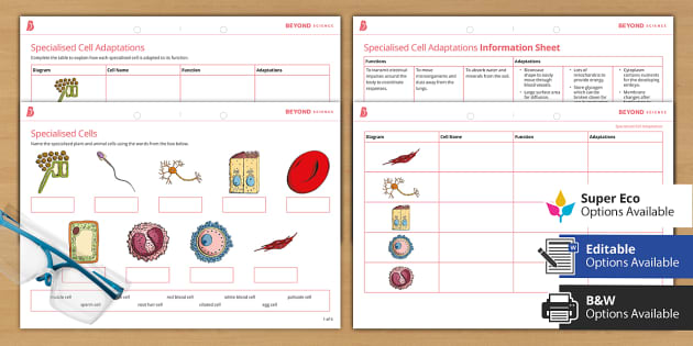 specialized cells worksheet science resource twinkl