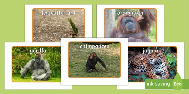 Pictures of Jungle & Rainforest Animals - Primary Resources
