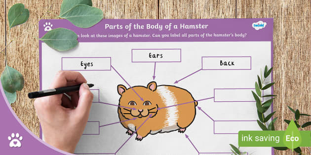 Parts of the Body of a Hamster - Labelling Activity - Pets