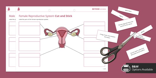 Year 7 Year 10 Science Parts Of The Human Reproductive System Cut And 