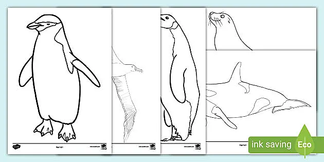 Animals that live in the Arctic - Colouring Sheets - KS1