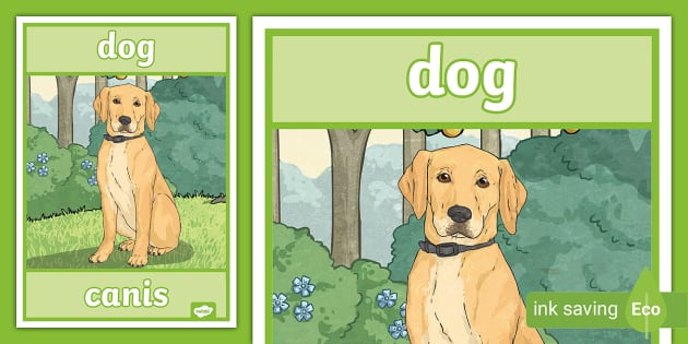 latin-word-for-dog-display-poster-teacher-made