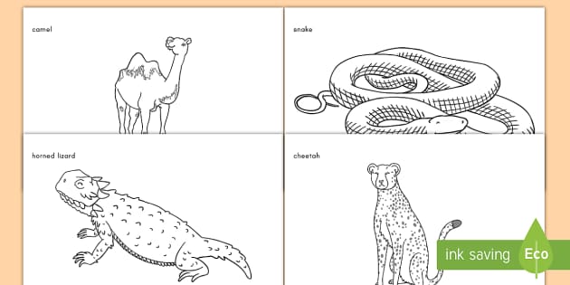 Desert Animals Coloring Sheets - Classroom Resource - Twinkl