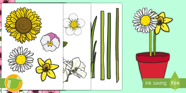 Imágenes de exposición: Las de las flores - Twinkl