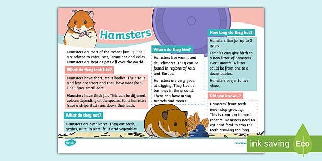 Hamsters KS1 Fact File - Animals - Rodents - Pets - Twinkl