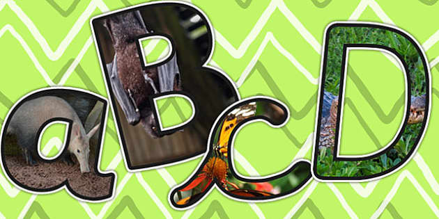 the rainforest photo display lettering teacher made
