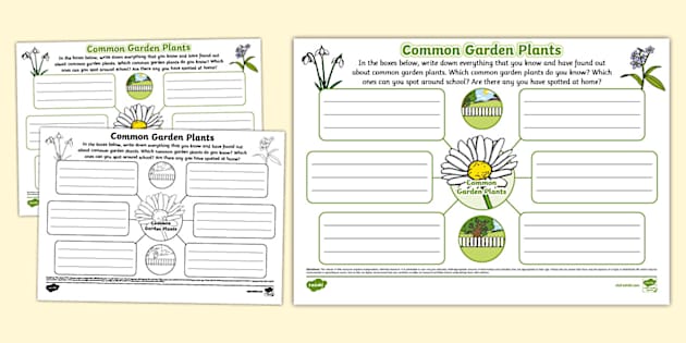 Common Garden Plants Mind Map (Teacher-Made) - Twinkl