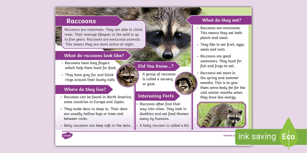 Raccoons KS1 Fact File - Mammals (teacher made) - Twinkl