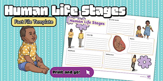 Life Stages of a Human Fact File Template