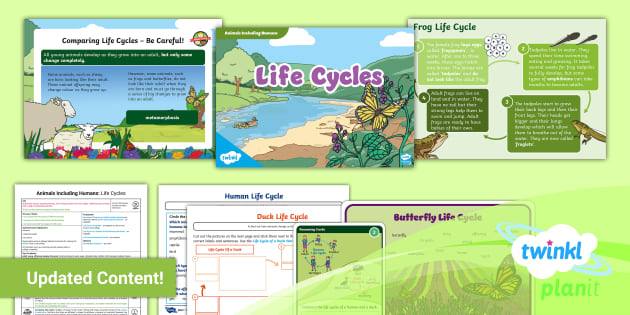 Duck Life Cycle  Life cycles, Life, Vocabulary cards