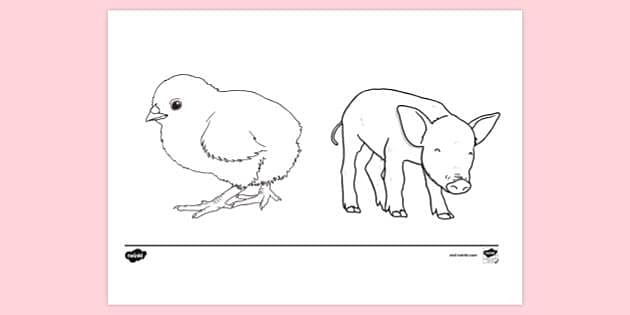 https://images.twinkl.co.uk/tw1n/image/private/t_630_eco/image_repo/fc/bf/t-tp-2665155-chick-pig-colouring-sheet_ver_1.jpg