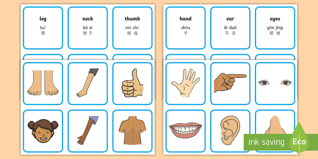 Parts Of The Body Word and Picture Matching Cards English/Mandarin