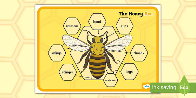 The Honey Bee Display Poster (teacher made) - Twinkl