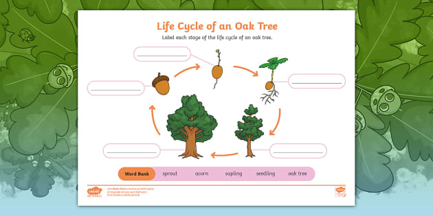 Life Cycle Of An Oak Tree Labelling Activity Twinkl