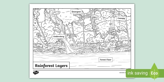 Rainforest Layers Colouring Page (teacher made) - Twinkl