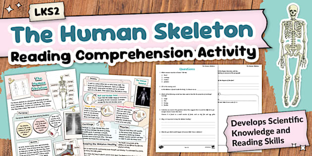 LKS2 The Human Skeleton Reading Comprehension Activity