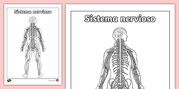 Sistema Nervioso Para Colorear Para Niños