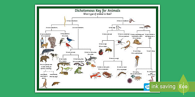 Dichotomous Key Animals Worksheet (Teacher-Made) - Twinkl