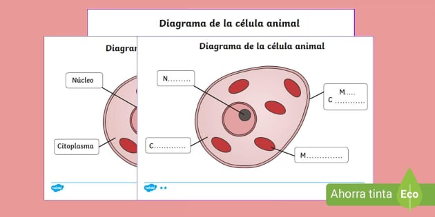 celula animal  Celula animal para colorear Célula animal Dibujos de  celulas