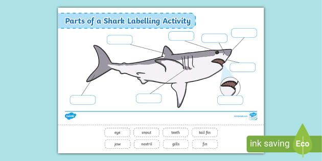 Go Shark! Card Game: Buy Online at Best Price in UAE 