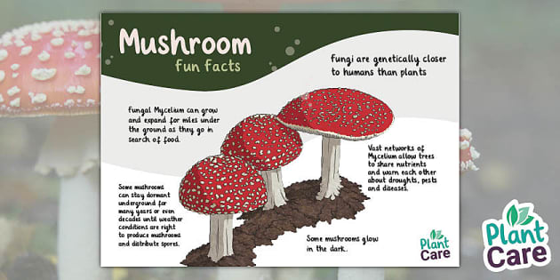 Facts About Mushrooms Autumn Plantcare Twinkl