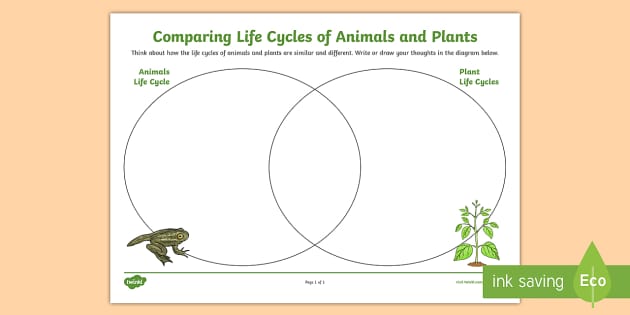 life cycle of a plant diagram