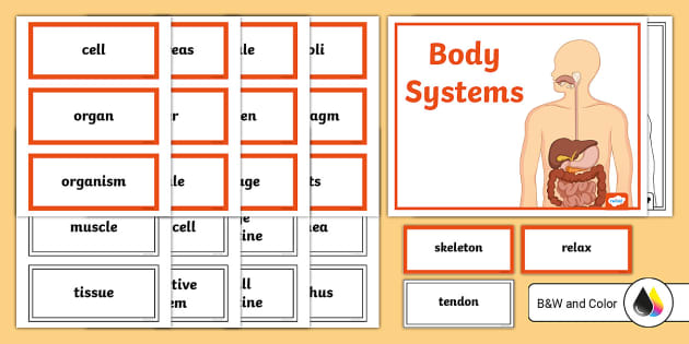 What is a cell wall?  Twinkl Teaching Wiki - Twinkl