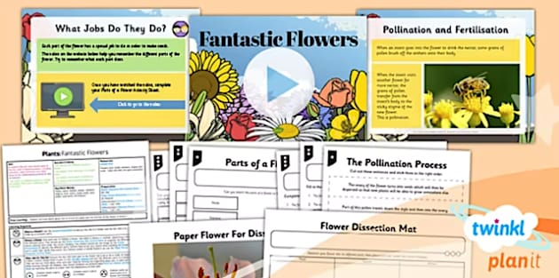 Bahasa Inggris Bunga dan 50 Bahan Ajar Anak-anak - Twinkl