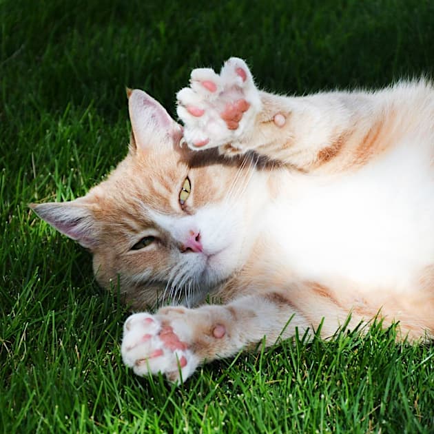 World Animal Day: Fun Ways to Honour Our Animal Friends