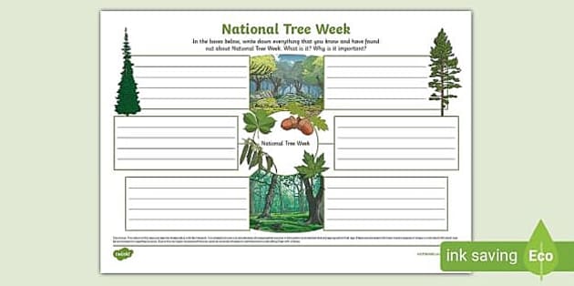 Twinkl Indoor & Outdoor Activities for Learning about Trees