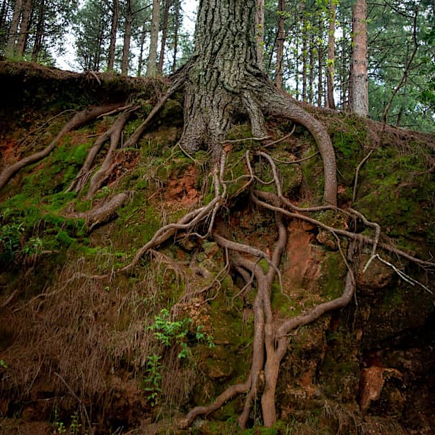 The Biodiversity of Microhabitats: A World Beneath Our Feet