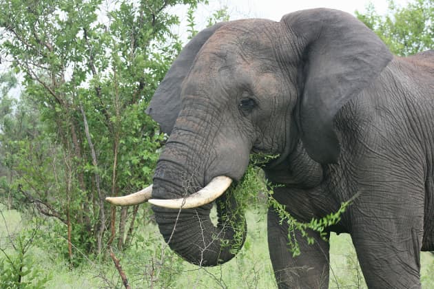 World Elephant Day Facts | Blog | Twinkl USA - Twinkl