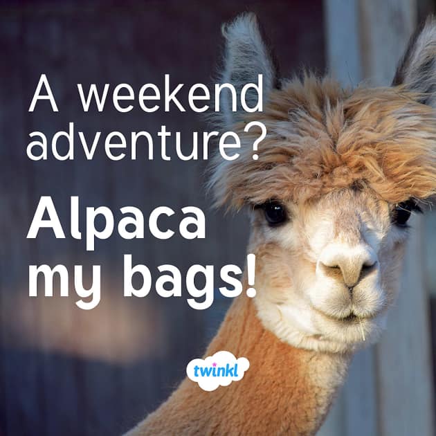 alpaca bag - I Can Has Cheezburger?