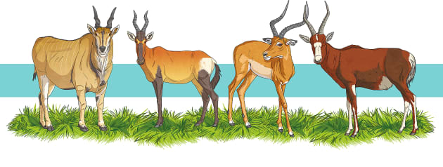 african antelope species