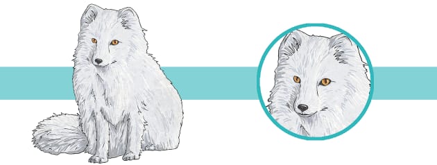 arctic fox habitat drawings