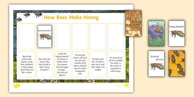 World Bee Day Activities for Kids - Twinkl
