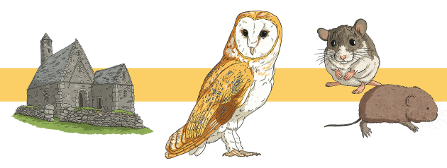 Small Barn Owl Pellets Small barn owl pellets; 20/Pk.:Education Supplies