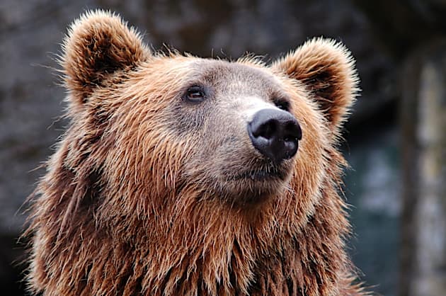 Bear facts for kids twinkl homework help twinkl
