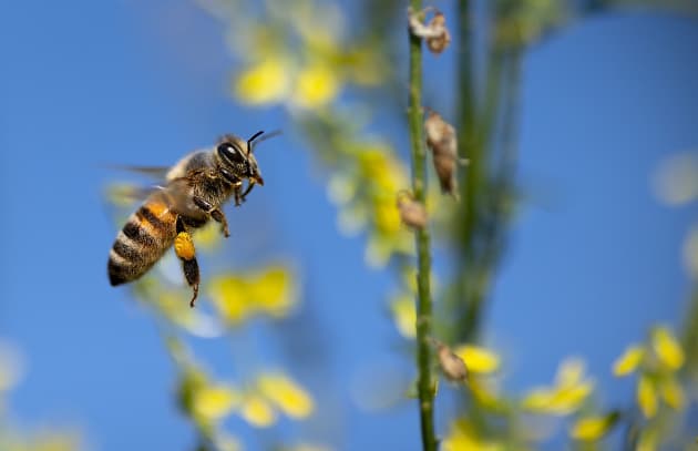 10 fascinating facts about bees that you need to know