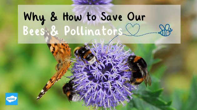 The Value Of Pollinators To The Ecosystem And Our Economy