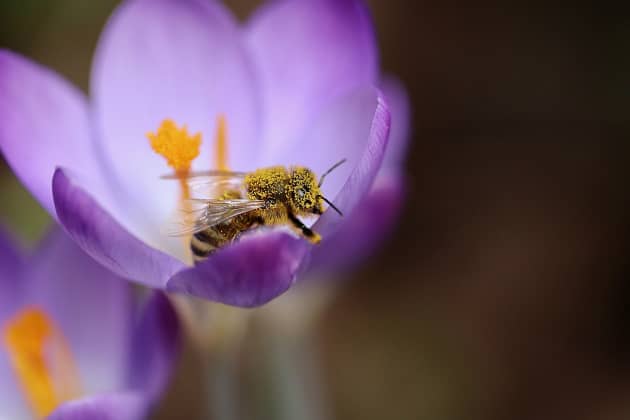 15 Activities to Get You Buzzing for World Bee Day | Blog