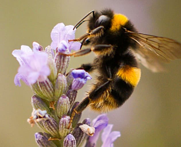 How to make a minibeast habitat Twinkl Blog Twinkl