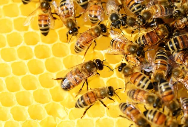 Warum sind Bienen so wichtig? - Twinkl