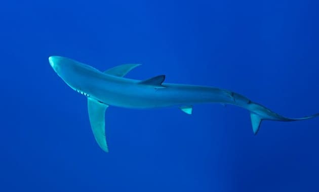 Sharks in the Maltese Waters | Blog - Twinkl