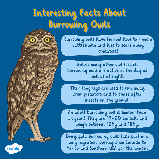 All About the Burrowing Owl | Canada’s Endangered Animals