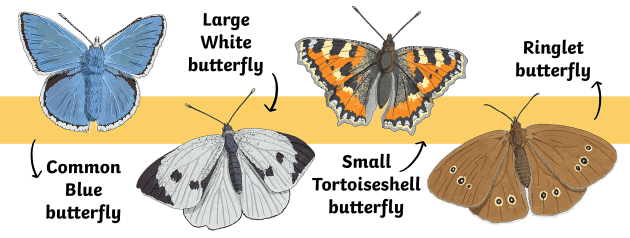 13 Facts About Butterflies 