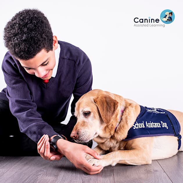 Are school dogs the answer to better emotional wellbeing? - Twinkl Digest