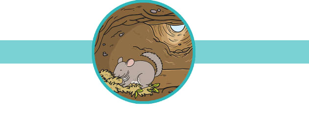 Chinchilla Facts for Kids - Twinkl Homework Help - Twinkl